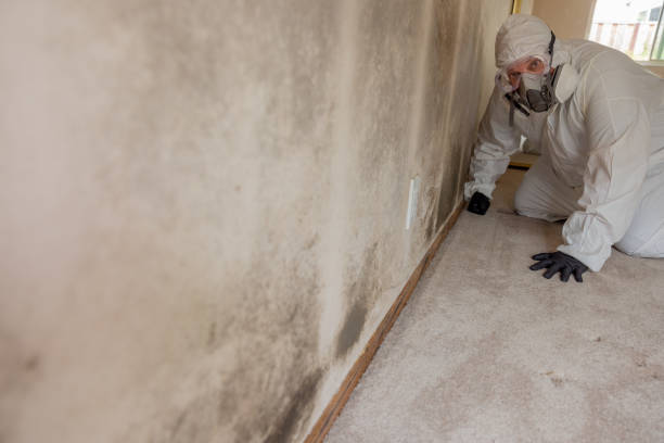 Reliable Gardendale, TX Mold Removal Solutions